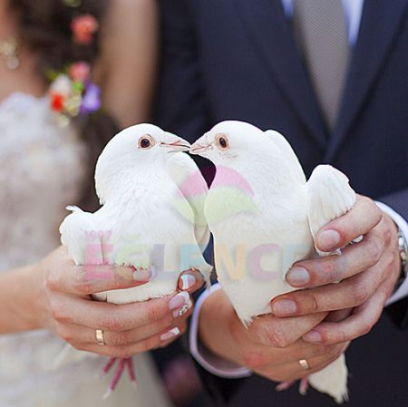 Güvercin uçurma Güvercin uçurma